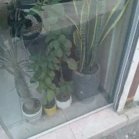 گل گلدان