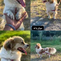 سگ پاکوتا شیتزو ماده