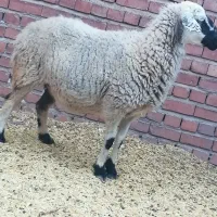 میش آبستن سنگین|حیوانات مزرعه|چترود, |دیوار