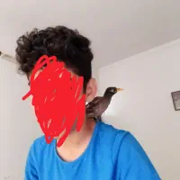 مرغ مینا|پرنده|قائم‌شهر, |دیوار