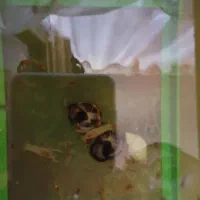 بچه لابستر|ماهی|گرگان, |دیوار