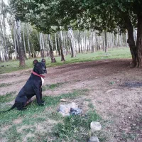 پیت بول|سگ|شهرکرد, |دیوار