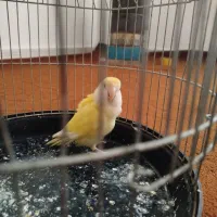 کوتوله نر بالغ دستی