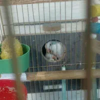 طوطی راهب آبی روشن|پرنده|تبریز, |دیوار