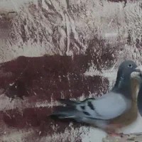 چند عدد کبوتر عالی آبادانی و سینه ای و پلاکی|پرنده|خورموج, |دیوار