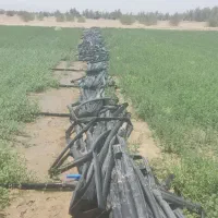 کارگر زرنگ میخوام
