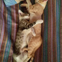 بچه گربه ۳ ماهه dsh