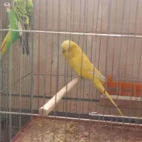 چند عدد مرغ عشق