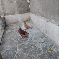 تعدادی کبوتر الوان