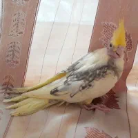 عروس هلندیدوکت|پرنده|آذرشهر, |دیوار