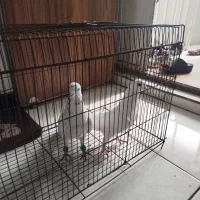 کبوتر|پرنده|شیراز, صاحب الزمان|دیوار