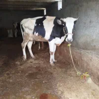 گاو گوساله نر سیمیتال