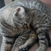 گربه پیدا شده