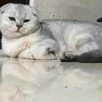 گربه اسکاتیش|گربه|تهران, تهرانپارس غربی|دیوار