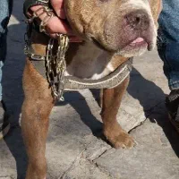 سگ پیت بول یک ساله سالم وسرحال * (فروش و معاوضه)