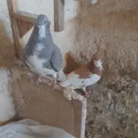 کفتر شهری الماسی وزرد