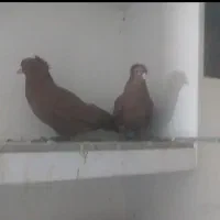 کبوتر راعبی
