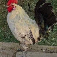 جوجه ایام . براکل و امروک|حیوانات مزرعه|شیراز, کوشک میدان|دیوار