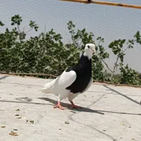 کفتر|پرنده|رفسنجان, |دیوار