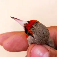 سهره سقا دورگ کرمونی|پرنده|کرمان, |دیوار