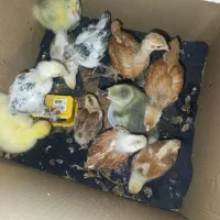 غاز و اردک.مرغ وخروس.جوجه برهما|حیوانات مزرعه|نگین شهر, |دیوار