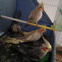 عروس هلندی