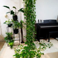 ویزیت،ترمیم وتکثیر انواع گیاهان آپارتمانی در منزل