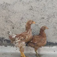 جوجه مرغ خروس