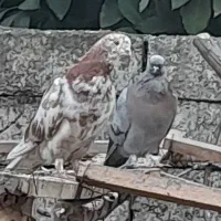 کبوتر نوک قنار جوان|پرنده|ساری, |دیوار