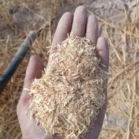 کاه گندم خرمن کوب