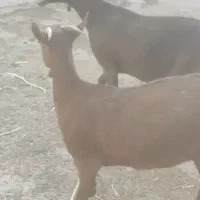 بز های سانن الپاین ماده