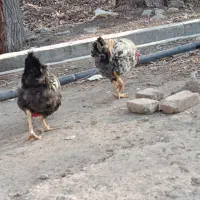 خروس محلی|حیوانات مزرعه|محمدشهر, کوی بهار|دیوار