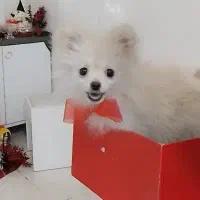 پامرخرسی|سگ|تهران, بیسیم|دیوار