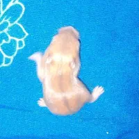 همستر کمپل(توله)