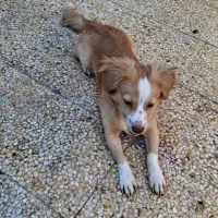 سگ  اشپیتز  روباهی|سگ|بندر گناوه, |دیوار