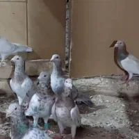 کبوتر هفرنگ