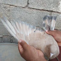 کله ای تاپ|پرنده|امیدیه, |دیوار