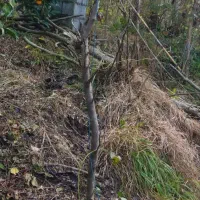 فروش نهال سیب توسرخ