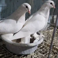 کفتر یا کبوتر