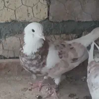کفتر نر ماده شازده سرور   کله سفید