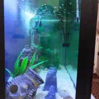 آکواریوم|ماهی|گمیشان, |دیوار