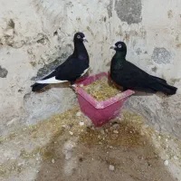 کفتر|پرنده|تربت جام, میان جام|دیوار