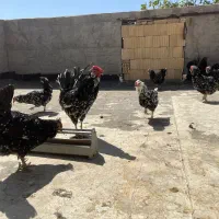 تخم مرغ گلین|حیوانات مزرعه|اصفهان, شاهزاده ابراهیم|دیوار