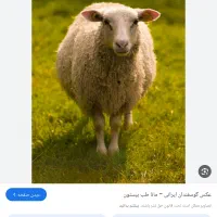 ۲۰ عدد بزغاله وبره چاق فروشی