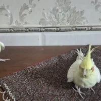 عروس هلندی|پرنده|تهران, پرستار|دیوار