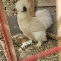 مرغ و خروس ابریشمی بالغ ۳ عدد