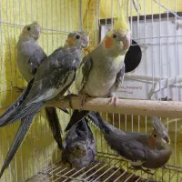 عروس هلندی جوجه ۳ عدد دانه ای۴۹۸ هزارتومان