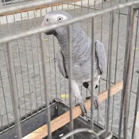 کاسکو سخنگو|پرنده|اصفهان, درب سیبه علیا|دیوار