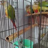 طوطی گرنجیک بالغ سالم جفت جوان|پرنده|علیآباد کتول, |دیوار