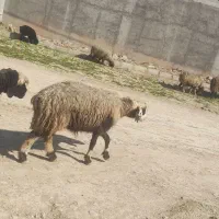 میش و یک بره چاق